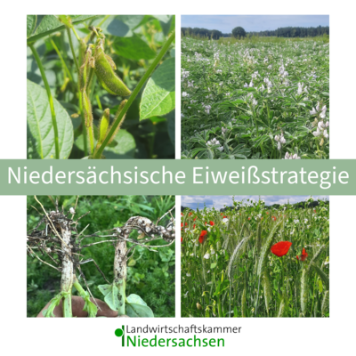 LWK Leguminosen Eiweißstrategie NDS