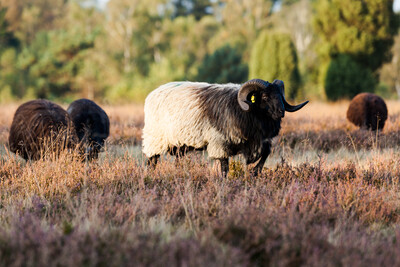Heidschnucken - © SwantjeKiss-stockadobe.com Heidschnucken
