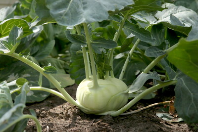 Kohlrabi