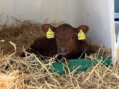 Bild Kälberinitiative Niedersachsen - © Henrike Jansen Bild Kälberinitiative Niedersachsen